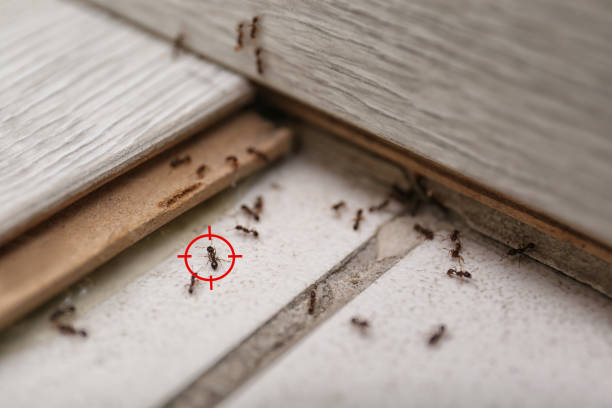 Best Pest Removal Services  in Steiner Ranch, TX