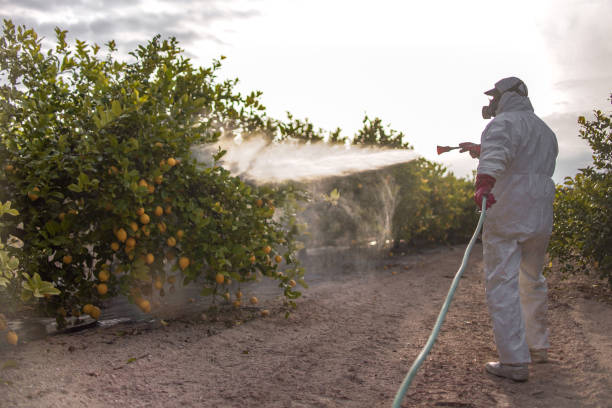 Best Wasp Removal Services  in Steiner Ranch, TX