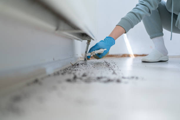 Best Flea Control Services  in Steiner Ranch, TX